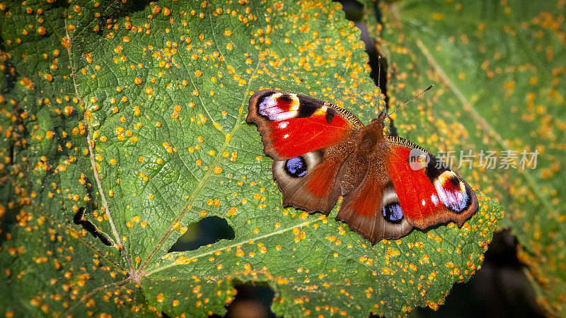 欧洲孔雀蝶，孔雀蝶，(Aglais io)，蝶耳蝶。